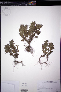 Ajuga orientalis image
