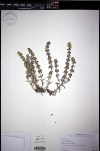 Sideritis montana image