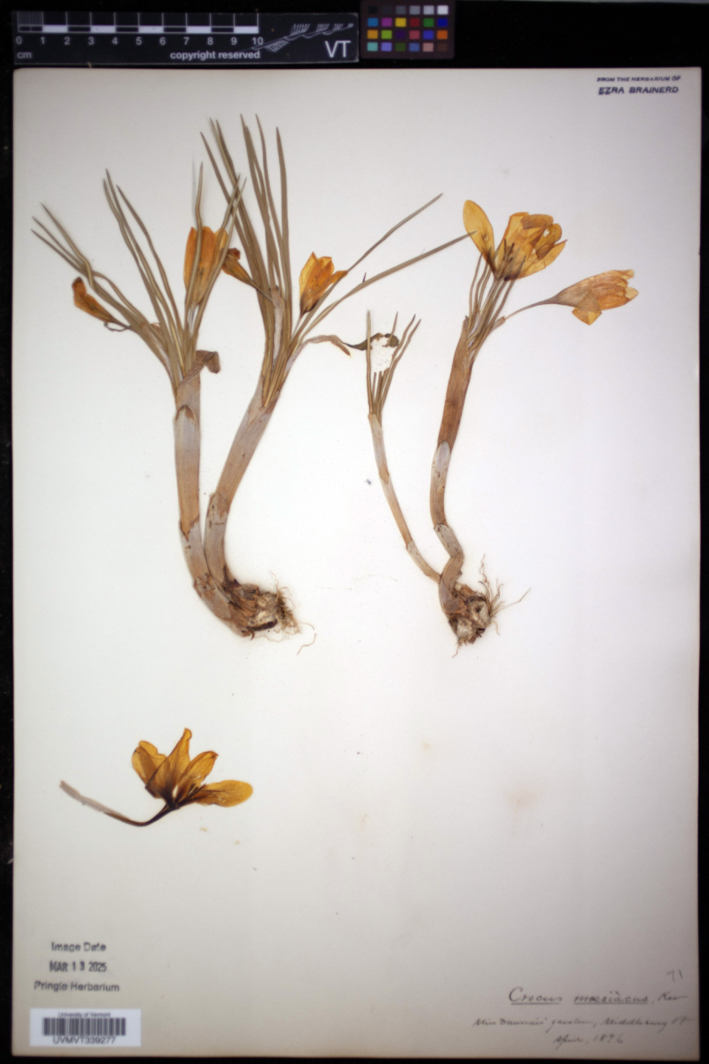 Crocus flavus subsp. flavus image