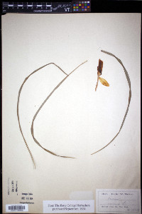 Crocus vernus image