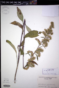 Solidago patula image