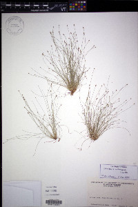 Eleocharis intermedia image