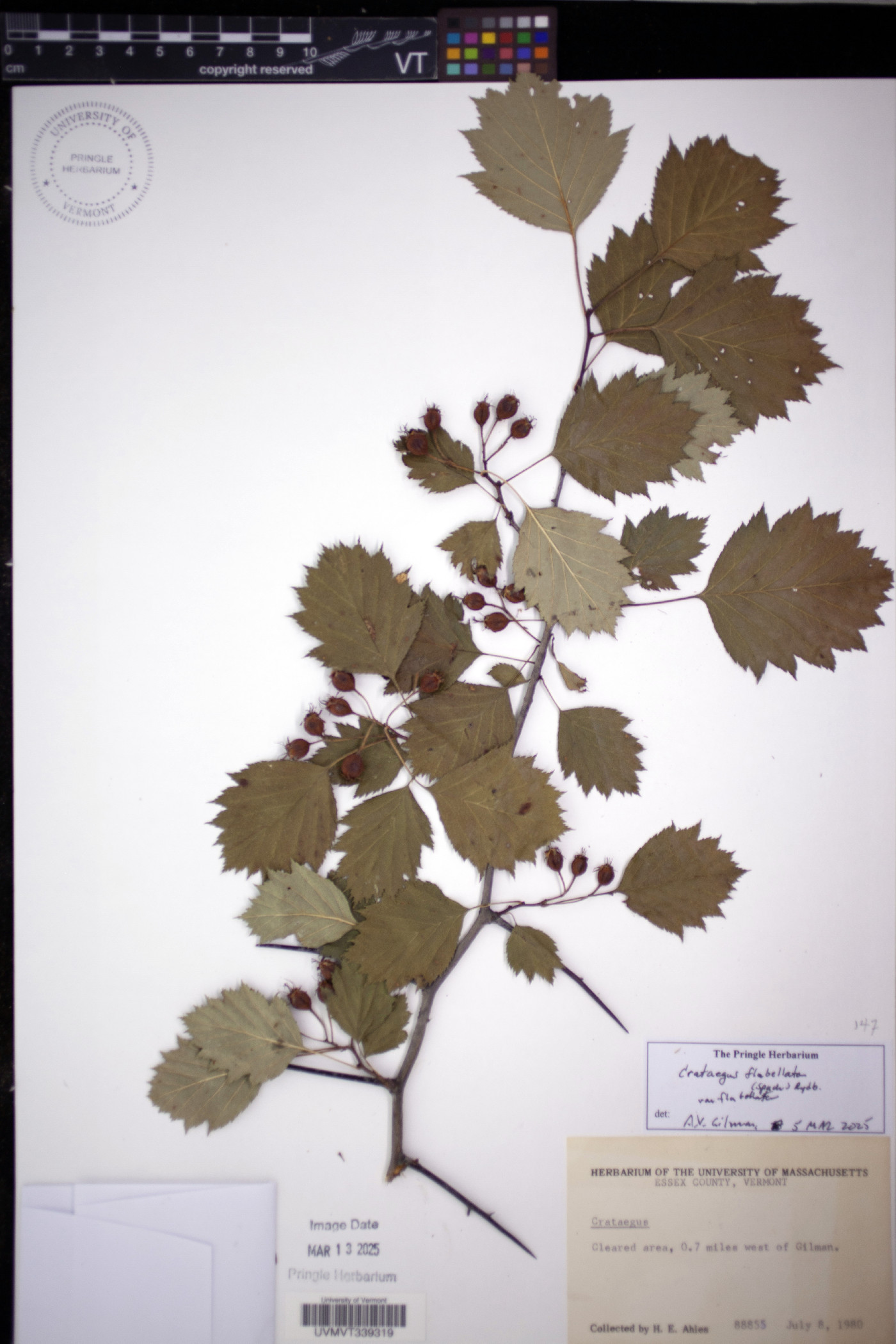 Crataegus flabellata image