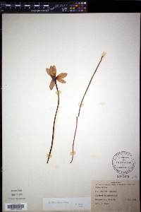 Zephyranthes macrosiphon image