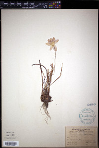 Zephyranthes rosea image