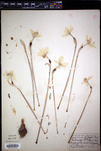 Narcissus biflorus image