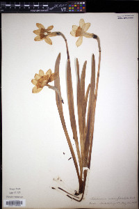 Narcissus × incomparabilis image