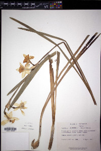 Narcissus triandrus image