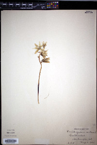 Ornithogalum nutans image