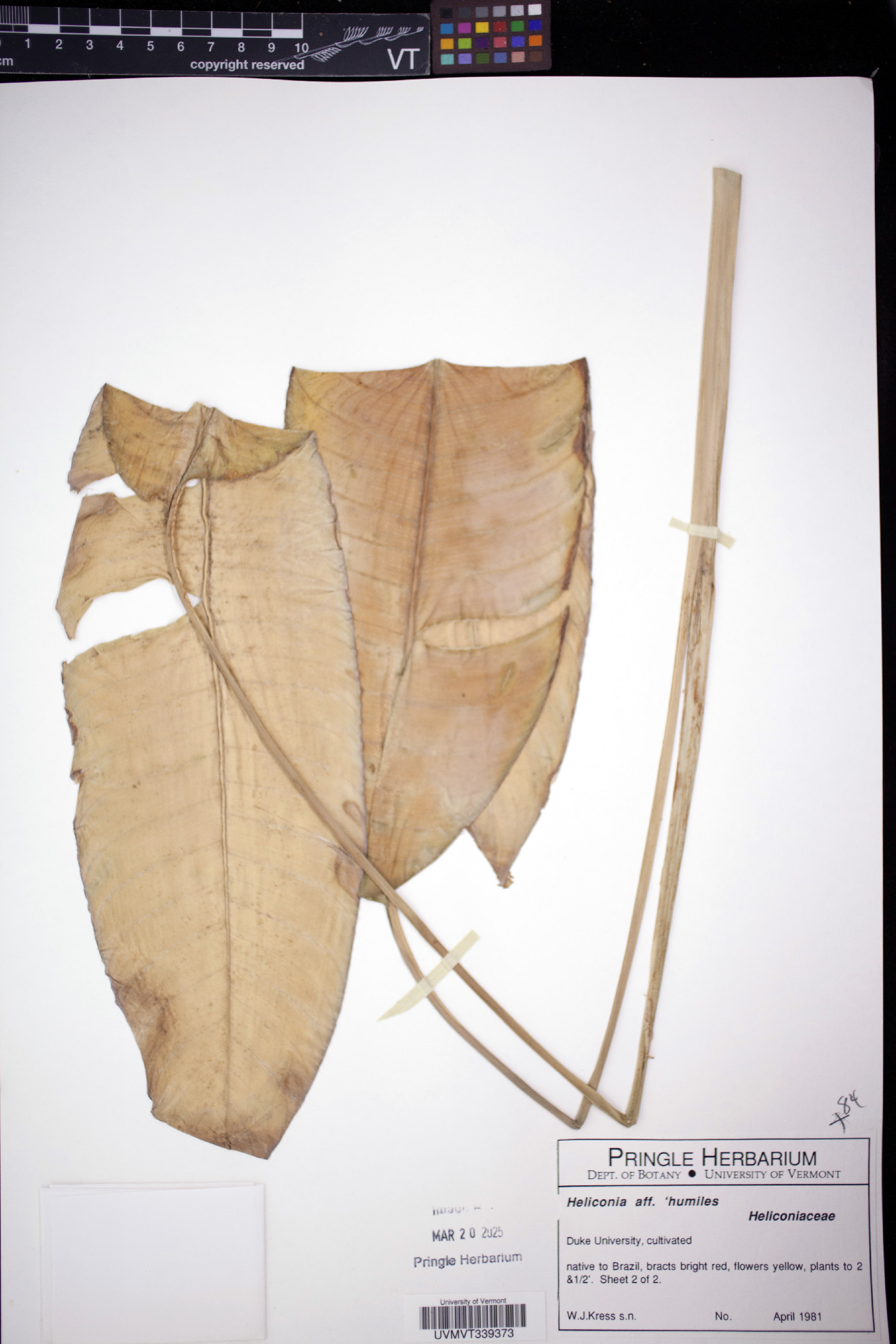 Heliconia humilis image
