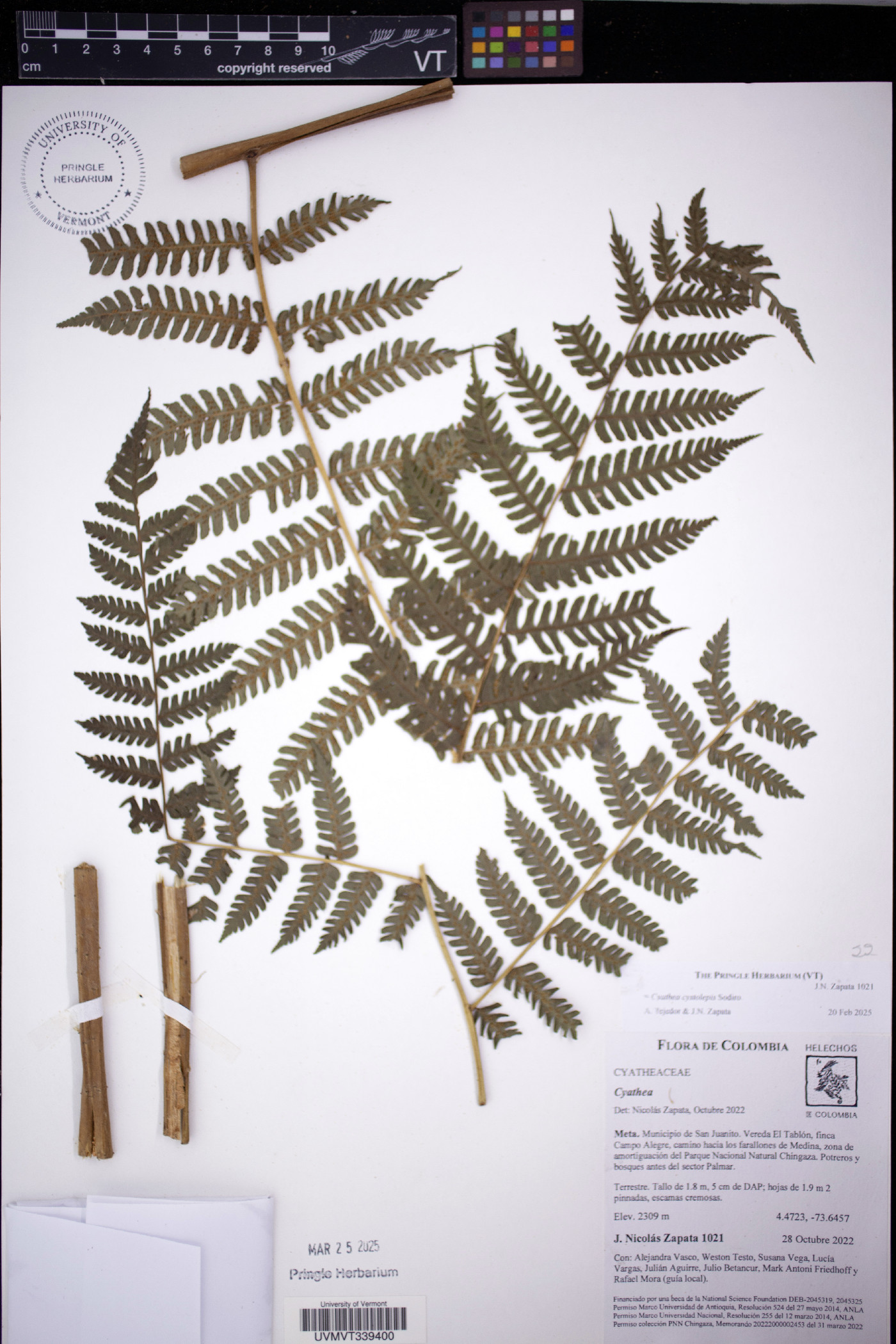 Cyathea cystolepis image