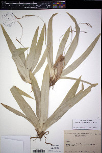 Carex albursina image