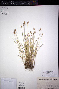 Carex bebbii image
