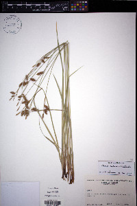 Carex castanea image