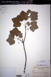 Ribes triste image