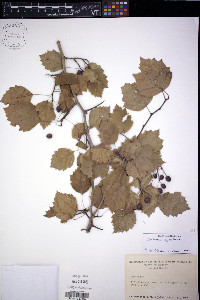 Crataegus scabrida image