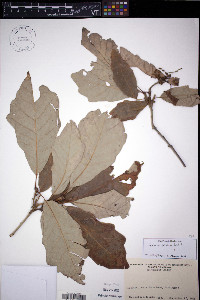 Quercus bicolor image