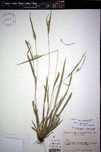 Carex leptonervia image