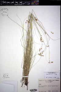 Carex tenera image