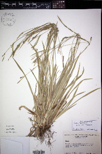 Carex leptonervia image