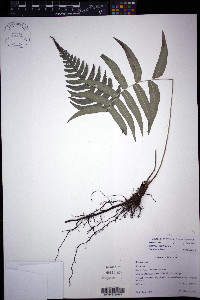 Blechnum occidentale image