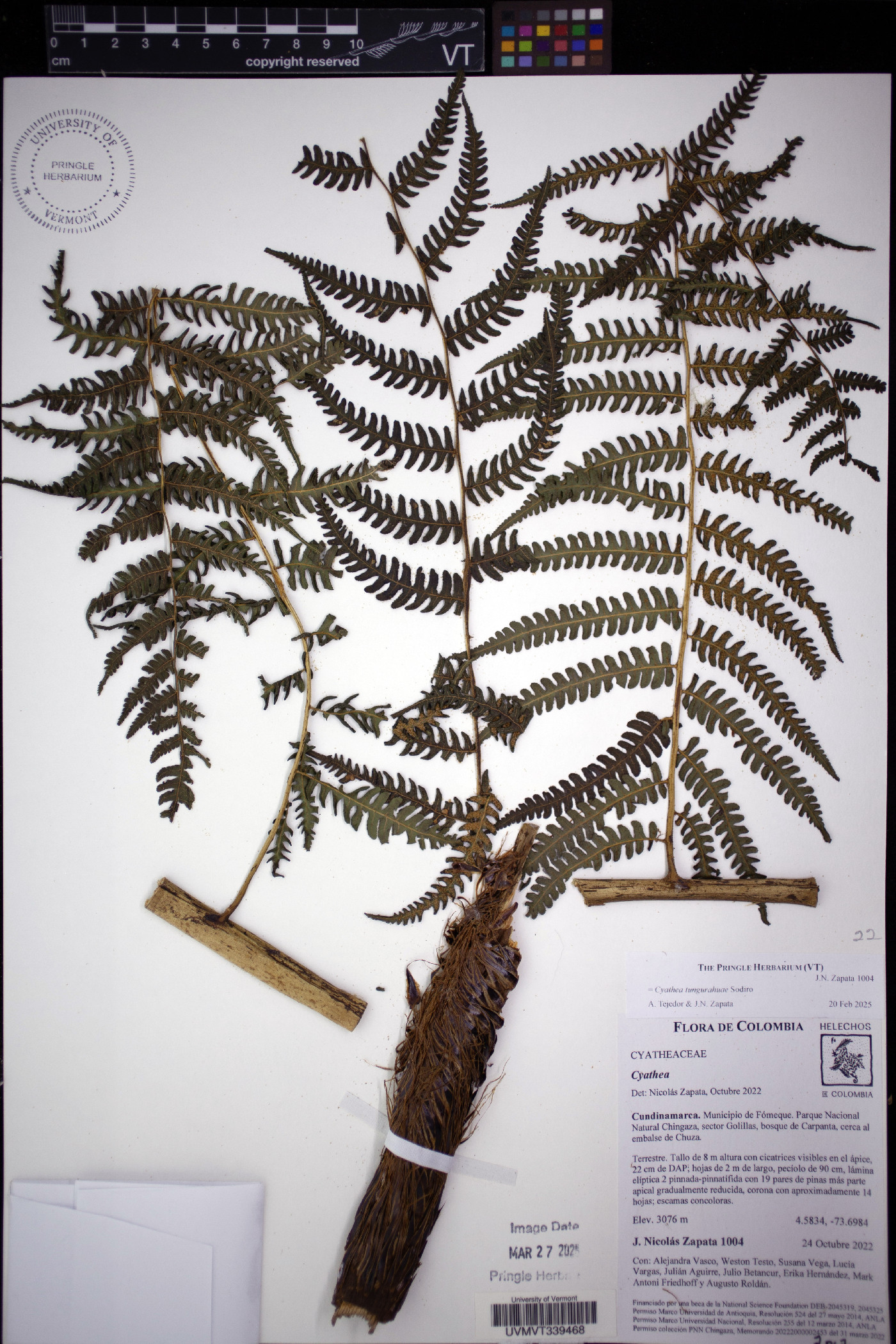 Cyathea tungurahuae image