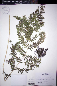 Athyrium bourgaei image