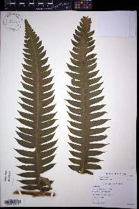 Cyathea horrida image