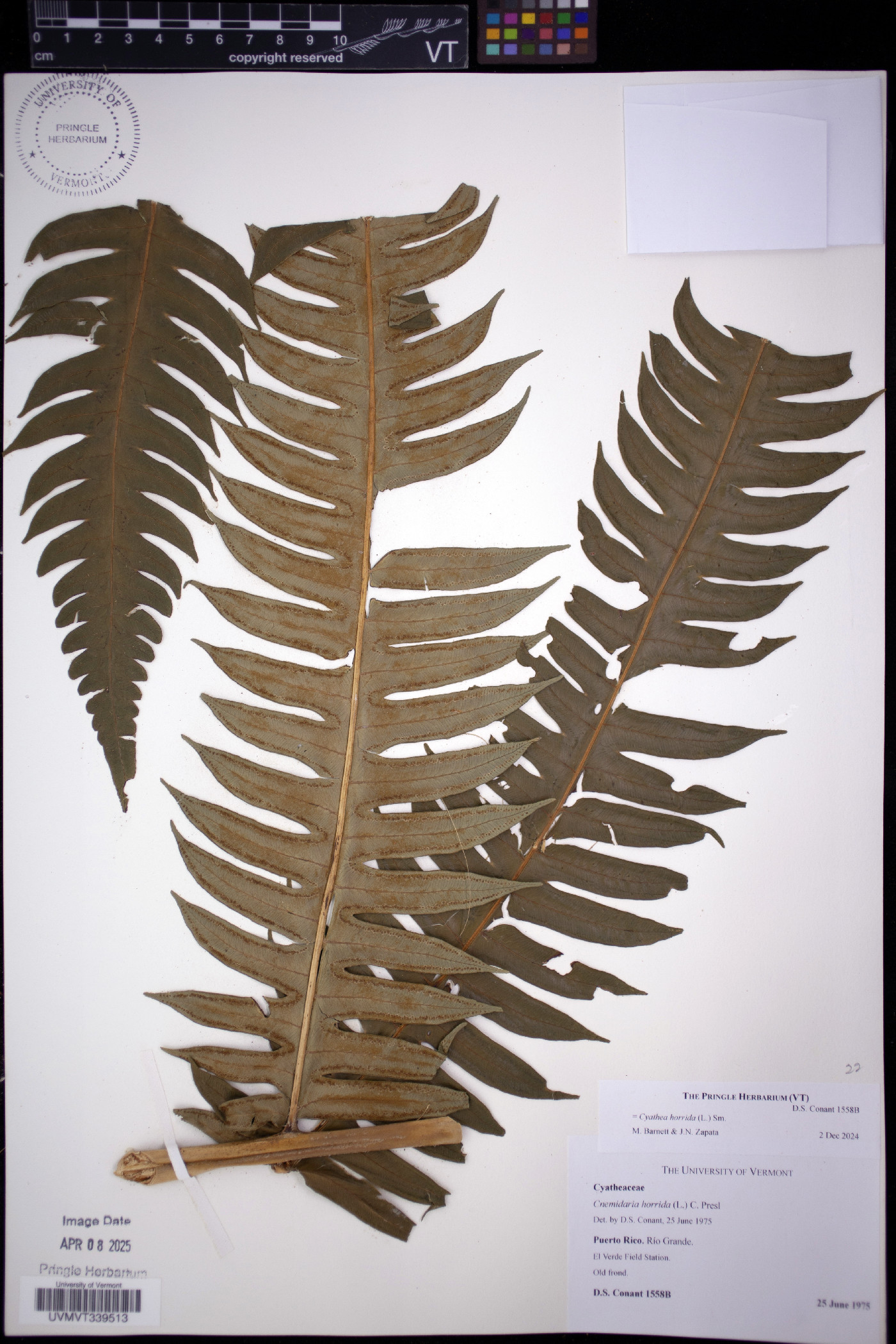 Cyathea horrida image
