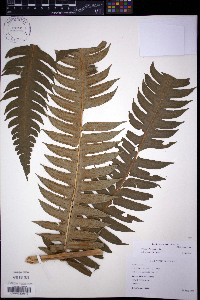 Cyathea horrida image