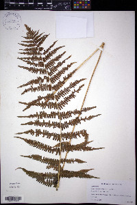 Cyathea costalisora image