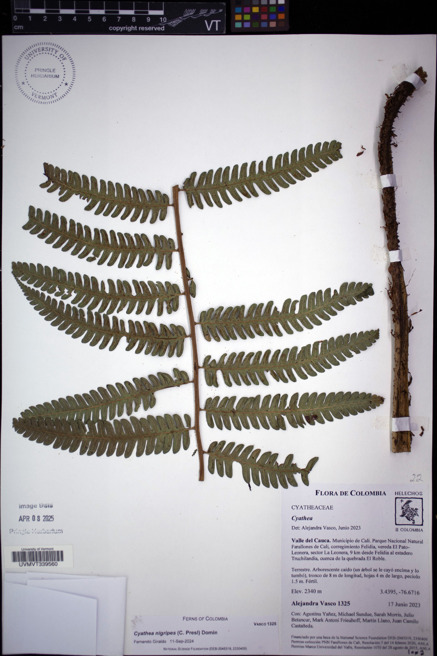 Cyathea nigripes image