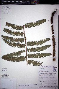 Cyathea nigripes image