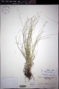 Carex appalachica image