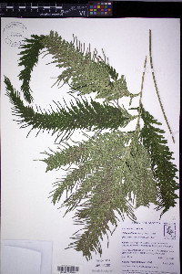 Selaginella anceps image