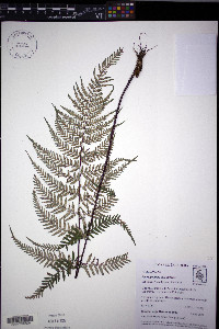 Pityrogramma calomelanos image