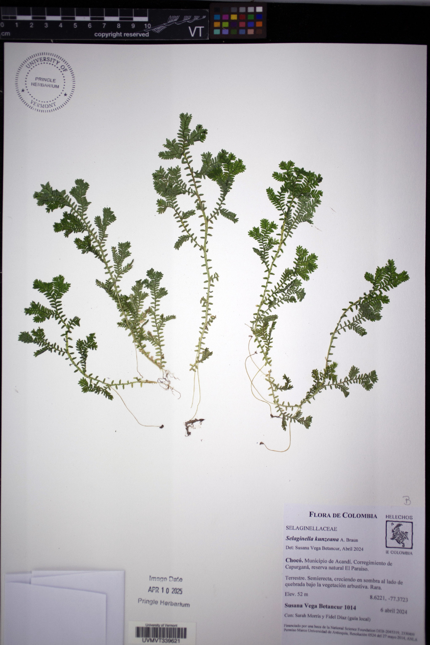 Selaginella kunzeana image
