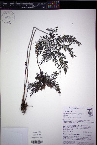 Abrodictyum rigidum image