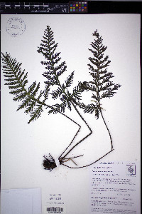 Trichomanes elegans image