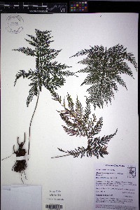 Abrodictyum rigidum image