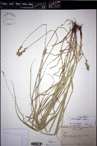 Carex projecta image