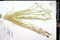 Carex projecta image
