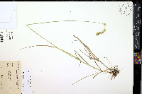 Carex argyrantha image