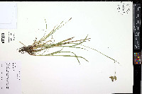Carex castanea image