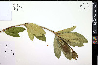 Rhododendron maximum image