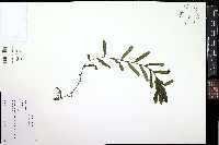 Potamogeton crispus image