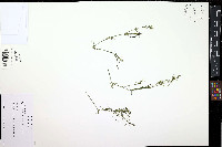 Najas flexilis image
