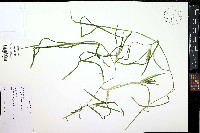 Potamogeton zosteriformis image