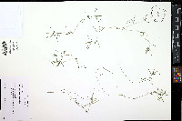 Potamogeton strictifolius image
