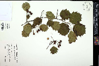Crataegus lemingtonensis image